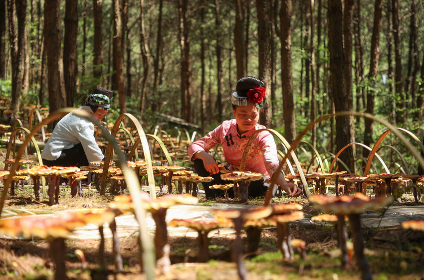 66Fʡǭ|嶱ݵկhȪֵ׵طؚwc`ֲ֥wfףңڹo`֥