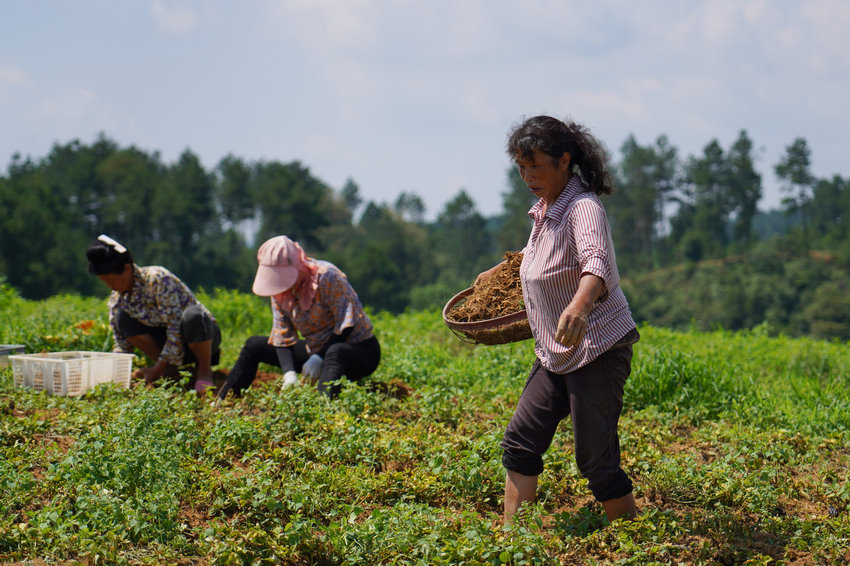 77FʡկhddʴˎķNֲز̫Ӆ