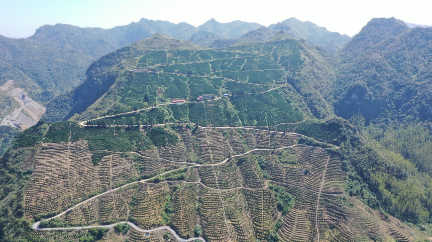 逢亭鎮上隆村興隆源千畝臍橙種植基地