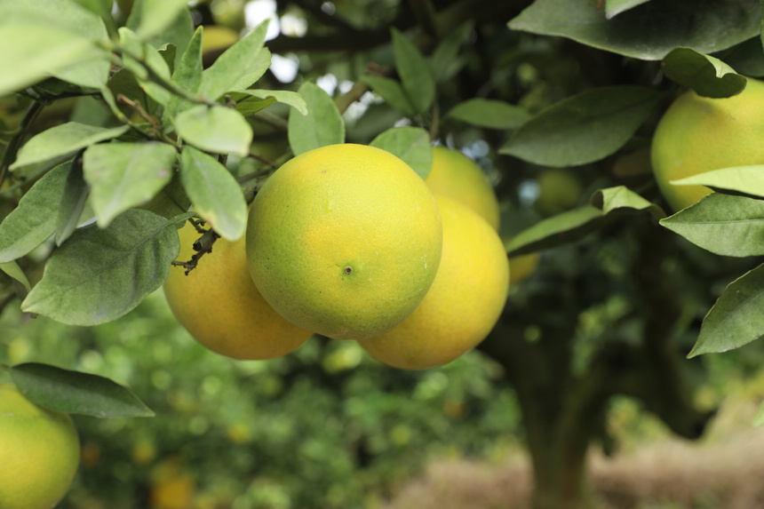 渾圓飽滿的臍橙掛滿枝頭