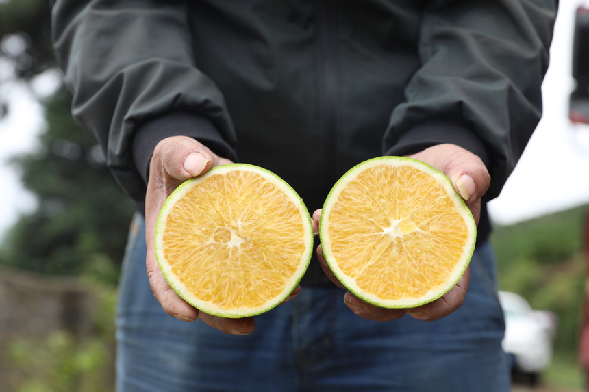 果肉飽滿的臍橙