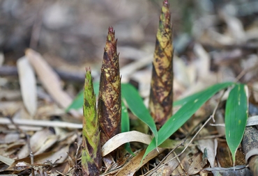 S¶ SՕrزסF494f[[ȫBƬeԭ֡fͩ