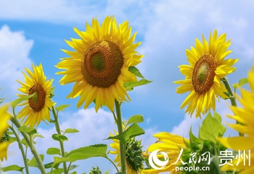 ޶ һտӛڬFƬտ_g̎˵۷Ľڿմ