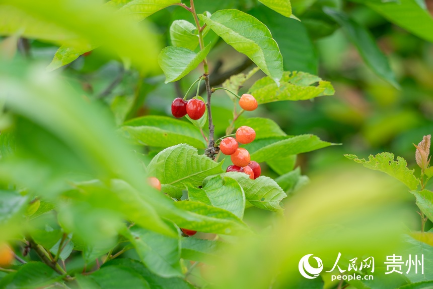 նɴ҈@ȳęW Ϳz