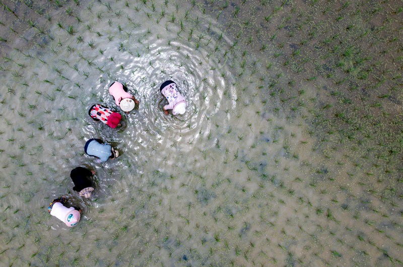 2022年6月21日，村民在貴州省黔西市杜鵑街道大興社區稻田除草薅田。