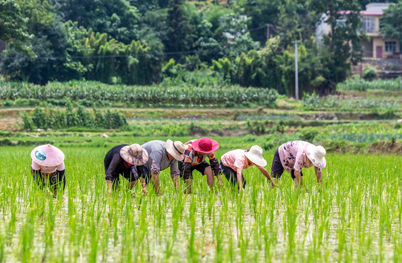 2022年6月21日，村民在貴州省黔西市杜鵑街道大興社區稻田除草薅田。