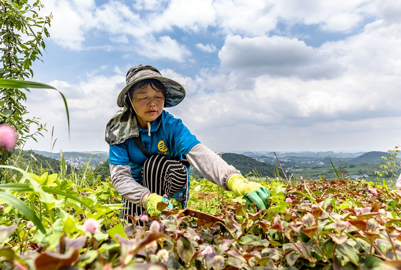 2022年6月21日，村民在貴州省黔西市杜鵑街道大興社區中藥材基地除草。