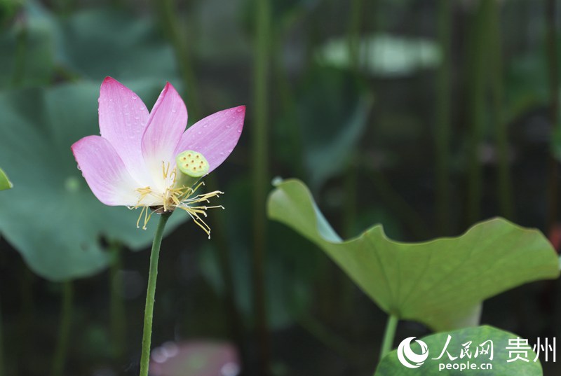 ʮӞxĺɻW mƔz