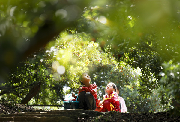 體驗采摘樂趣。文杰攝