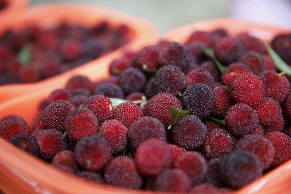 新鮮成熟的楊梅。文杰攝