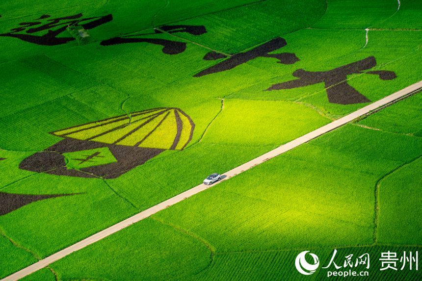 壩區內種植的水稻長勢旺盛。人民網 涂敏攝