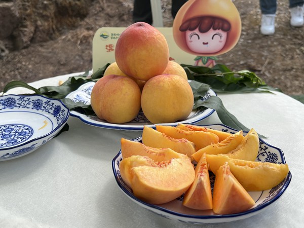 觀山湖黃金蜜桃。賴昱伽攝