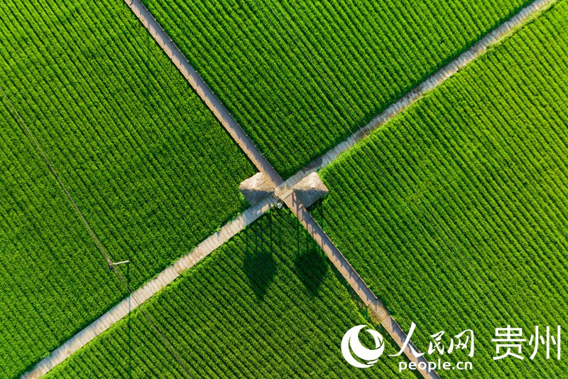 花茂村的稻田穿插其中的機耕道構成一幅優美的風景畫。人民網 涂敏攝