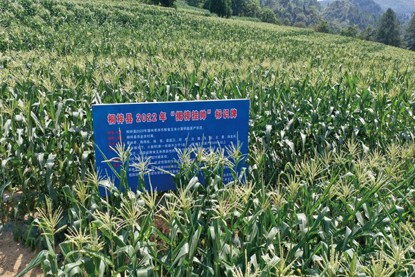 茅石鎮“揭榜掛帥”鮮食玉米凈作小面積超高產示范基地。桐梓縣農業農村局供圖