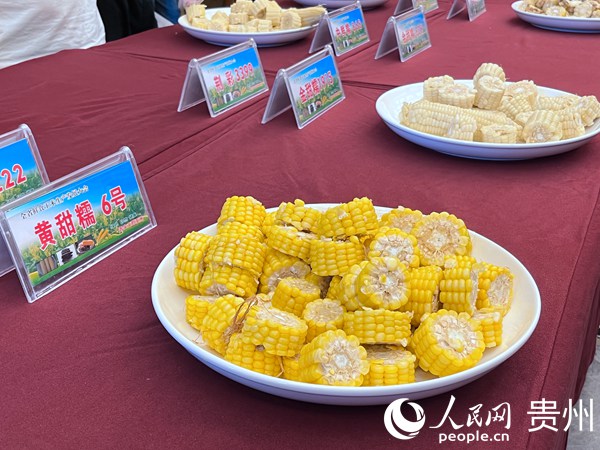 鮮食玉米品鑒會現場。人民網 陳潔泉攝