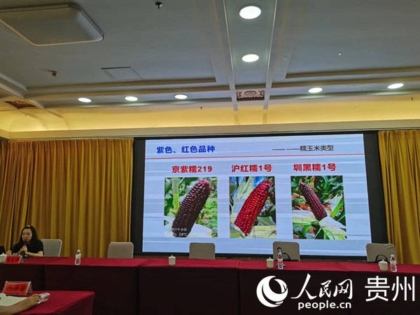 貴州省農作物技術推廣總站正高級農藝師鄒軍作貴州省鮮食玉米階段性成效報告。人民網 陳潔泉攝