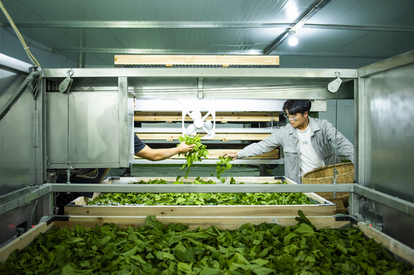 蠶農喂食幼蠶。李學友攝