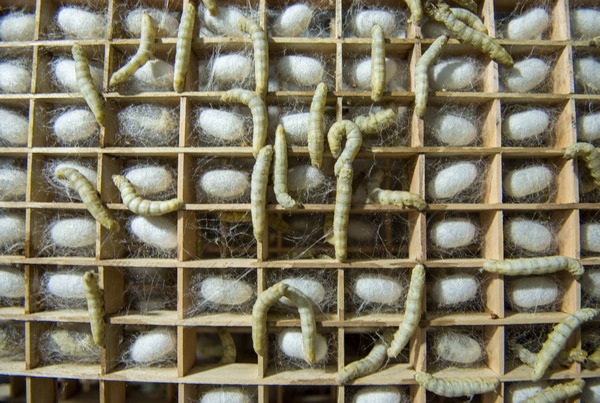 熟蠶吐絲結繭。李學友攝