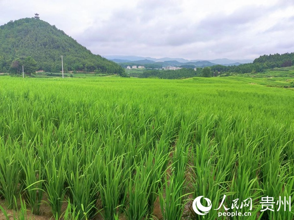 郭家灣村稻田。人民網 李麗萍攝