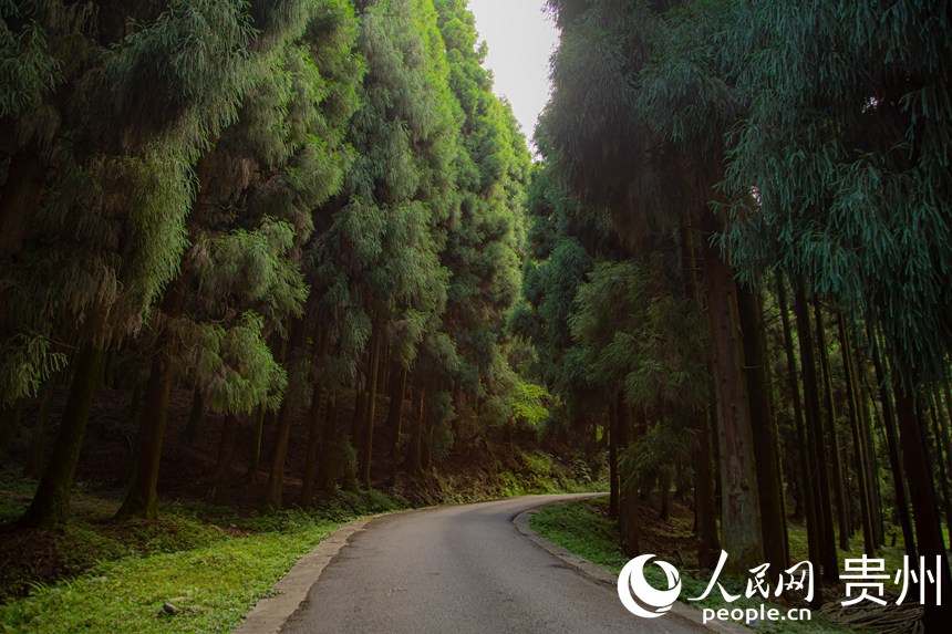 蜿蜒曲折的小路旁樹木郁郁蔥蔥。人民網 陽茜攝