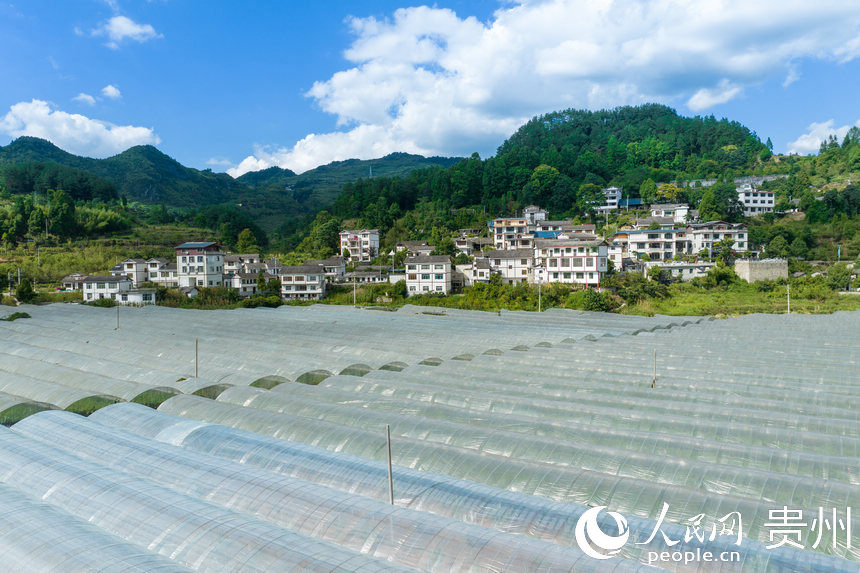 葡萄園與龍廣村民居。人民網 涂敏攝