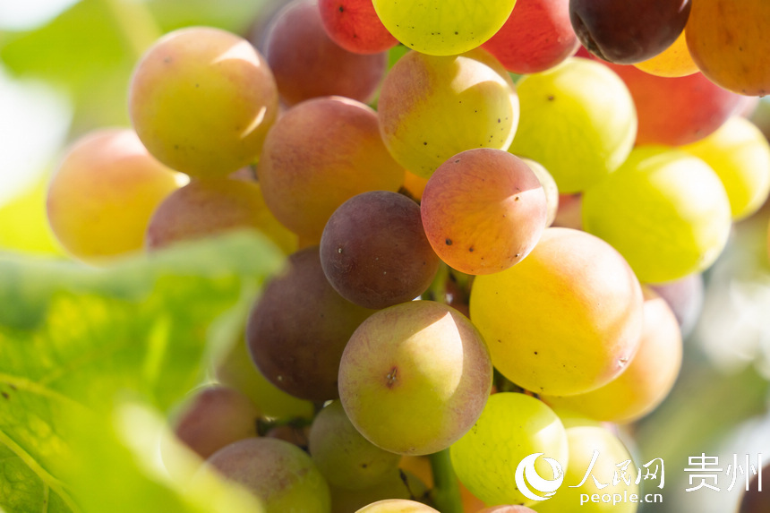 葡萄園內成熟的葡萄。人民網 涂敏攝