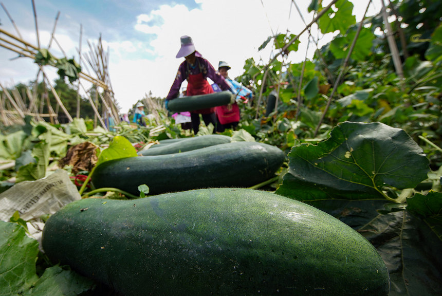 8月23日，村民在采收冬瓜。