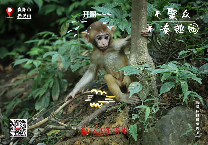 嚇！那邊猴好多，趕緊趕緊溜