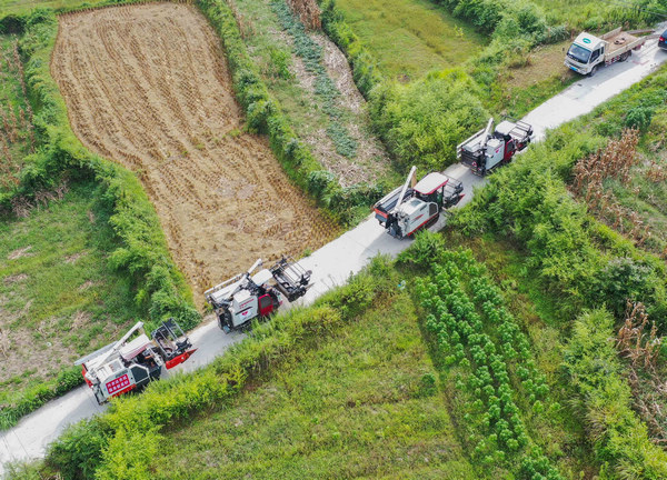 水稻機械搶收。