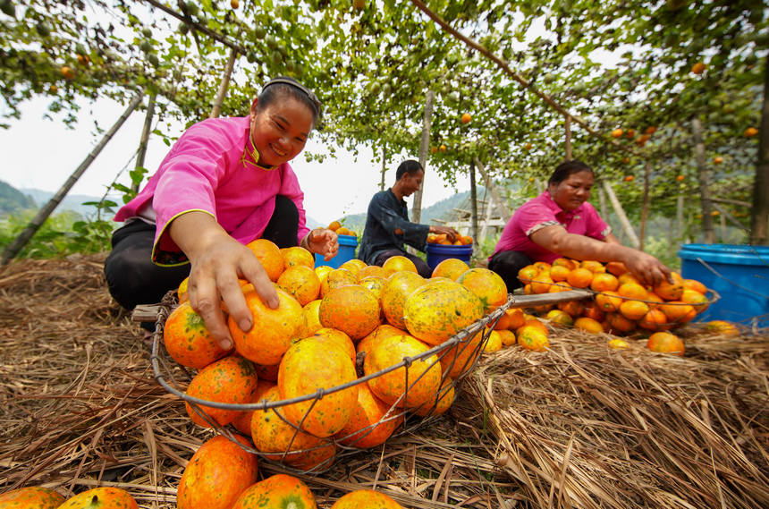 9月20日，村民在分揀吊瓜。 