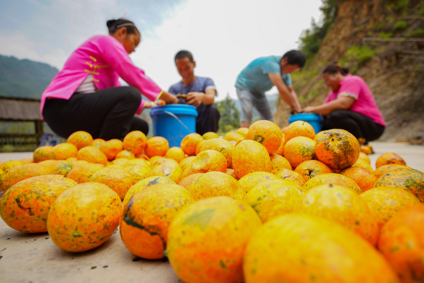 9月20日，村民在清理吊瓜。  