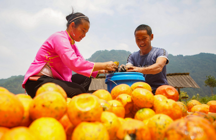 9月20日，村民在清理吊瓜。 