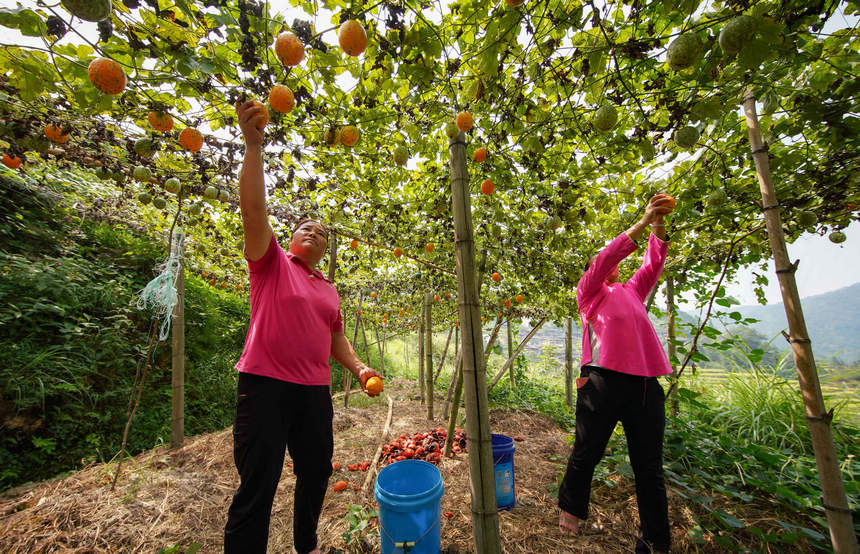 9月20日，村民在采摘吊瓜。  