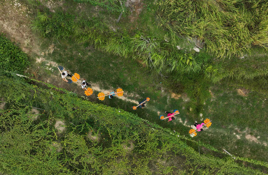 9月20日，村民在挑運吊瓜（無人機照片）。 