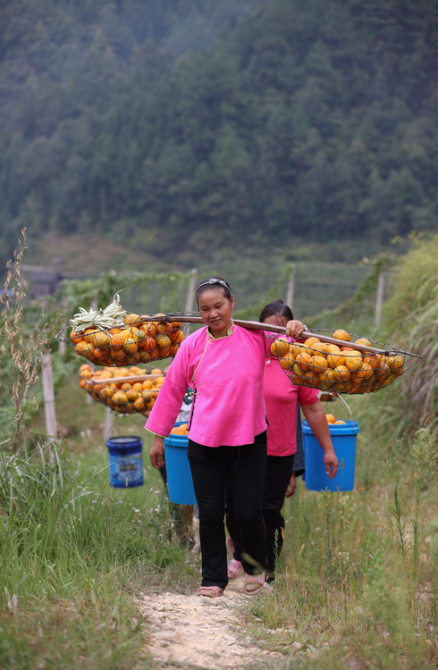 9月20日，村民在挑運吊瓜。