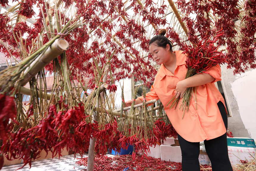 9月21日，村民在晾曬辣椒。