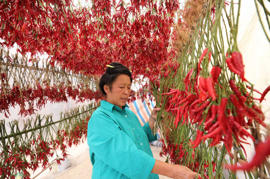 9月21日，村民在晾曬辣椒。