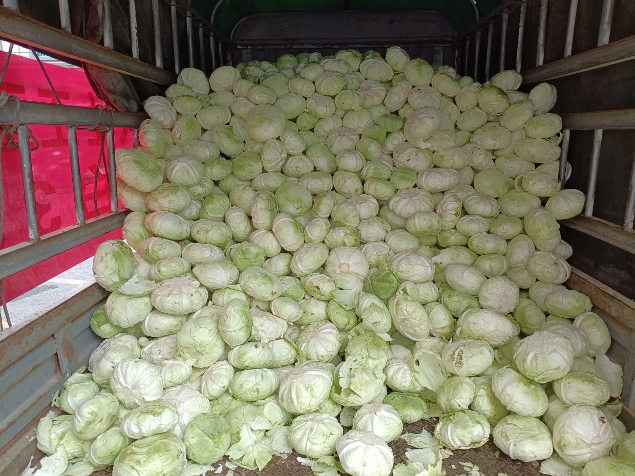 鮮鮮的蓮花白。