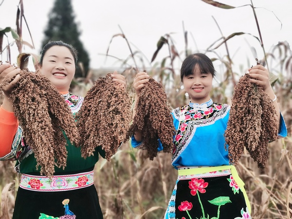 平壩區：高粱熟了紅滿天 農民增收笑開顏。
