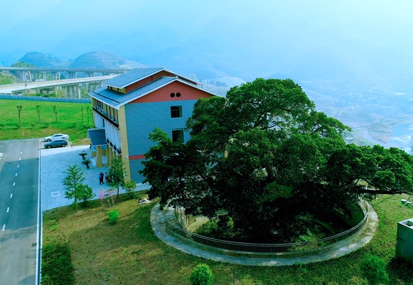 位于正習高速水銀河收費站內的千年黃柏古樹。