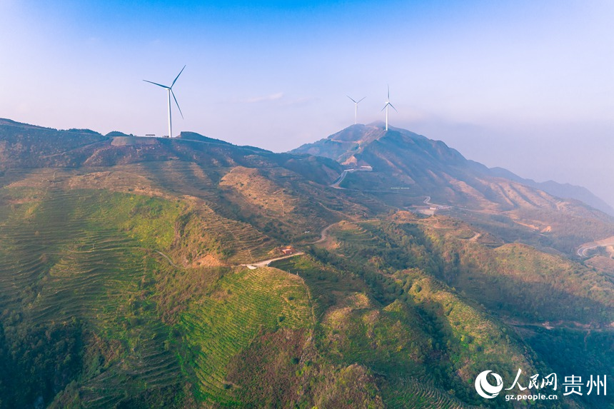 航拍貴州省黔西南州普安縣地瓜鎮屯上村白葉一號感恩茶園。人民網記者 涂敏攝