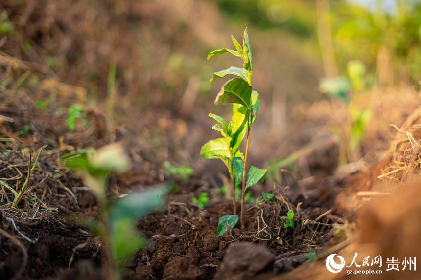 村民們剛剛補種的白葉一號茶苗。人民網記者 涂敏攝