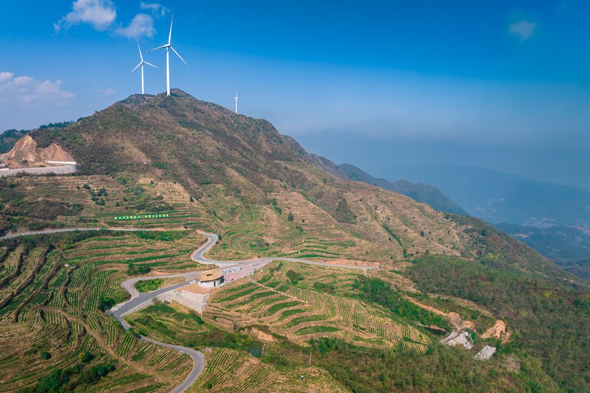 1 航拍貴州省黔西南州普安縣地瓜鎮屯上村白葉一號感恩茶園。人民網記者 涂敏 攝