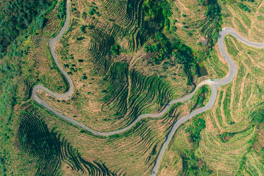 3 航拍貴州省黔西南州普安縣地瓜鎮屯上村白葉一號感恩茶園。人民網記者 涂敏 攝