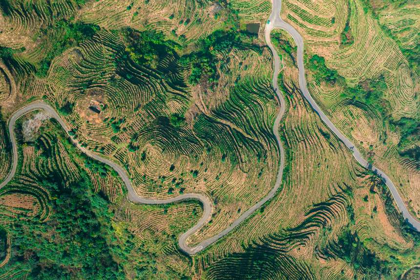 4 航拍貴州省黔西南州普安縣地瓜鎮屯上村白葉一號感恩茶園。人民網記者 涂敏 攝