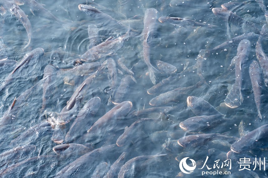 待出水的鳙魚和鰱魚。人民網記者 涂敏攝