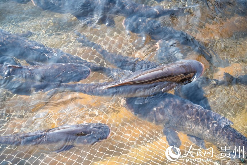 待出水的鳙魚和鰱魚。人民網記者 涂敏攝