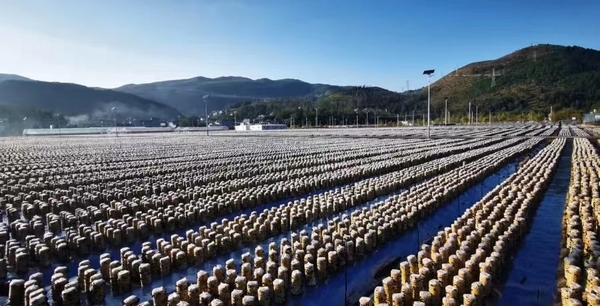 食用菌產業園區一角。