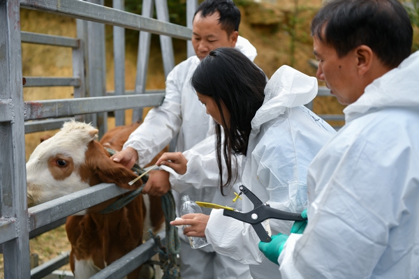 工作人員在給牛打置入芯片的耳標。