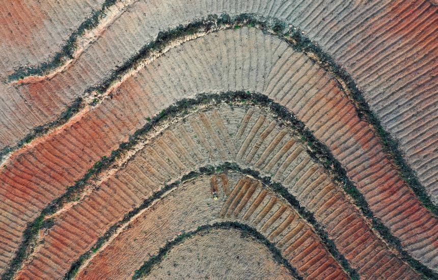 12月5日，村民在太子參種植基地用微耕機在翻整土地（無人機照片）。